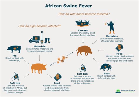 African Swine Fever .